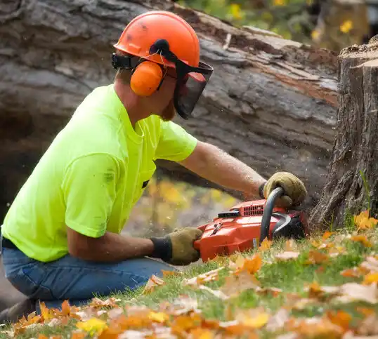 tree services Gulf Hills